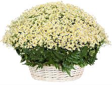 Цветочная композиция из Ромашки в корзине #REPLACE_PRED# Засосне